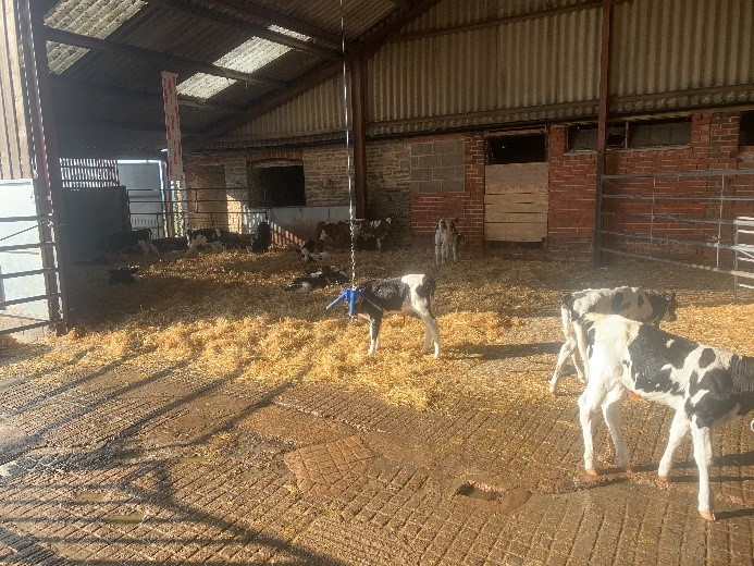 Calves inside a large, straw-bedded brick building with tin roof and outer yard. 